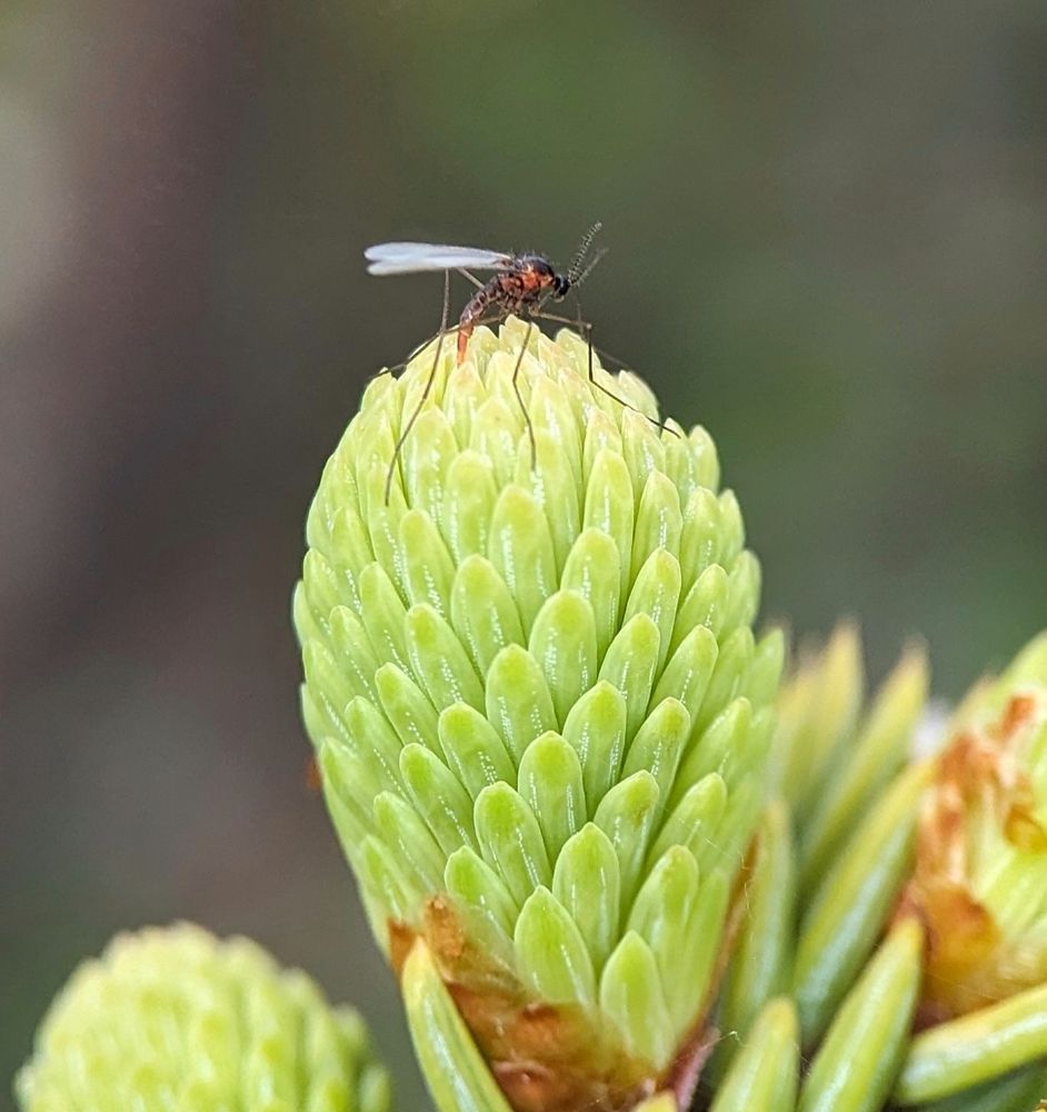 A spruce bud midge, Dasineura swainei, with her ovipositor inserted in between spruces needles at the apex of a fresh spruce tip.