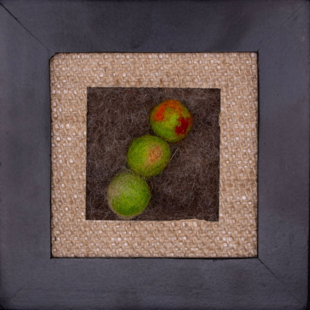 Three green needle felt developing Aciurina trixa galls (Bubble-gall Tephritid) of Ericameria nauseosa (Rubber Rabbitbrush)