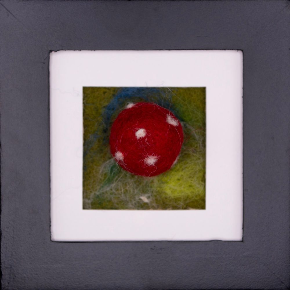 A red and white needle felt gall of Amphibolips quercusjuglans (Acorn Plum Gall Wasp) of Quercus sp.