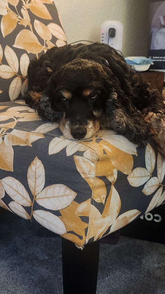 English cocker spaniel pouting about not being the only party dog.