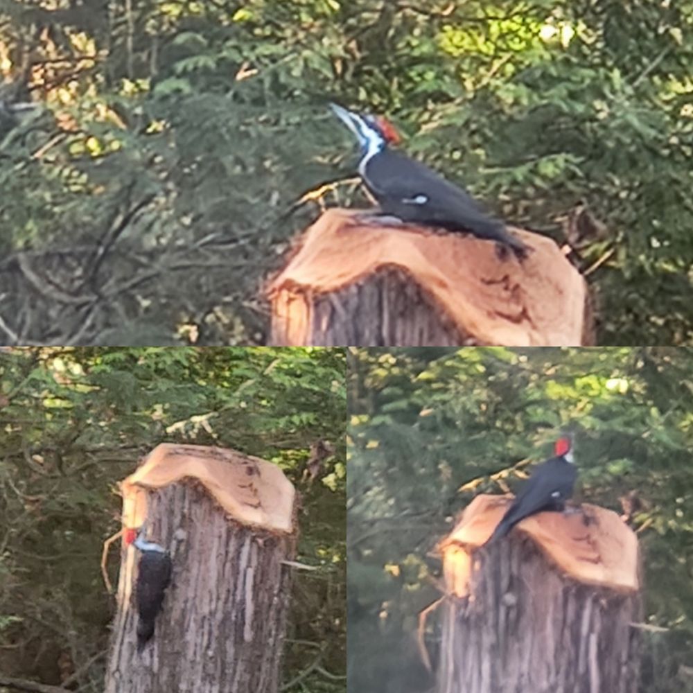 3 terrible quality shots of a pleated woodpecker in my backyard.