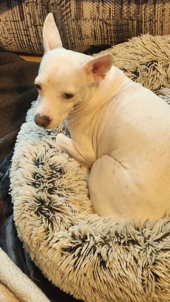 A small short haired dog sighing with disappointment, lying on a small dog bed. The dog has big bat like ears, a long body, and short legs. 