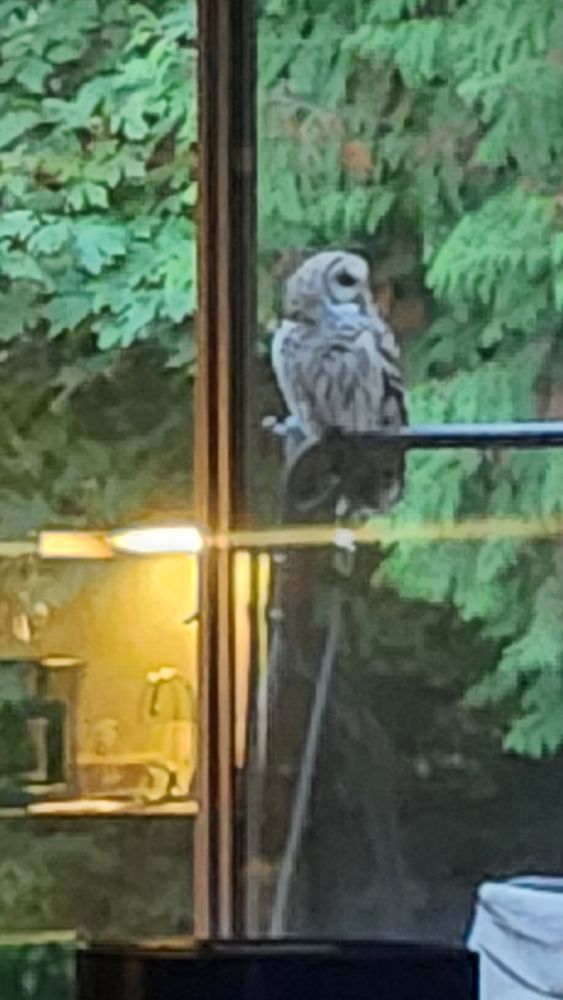 Barred Owl having a dazed moment on our porch swing.