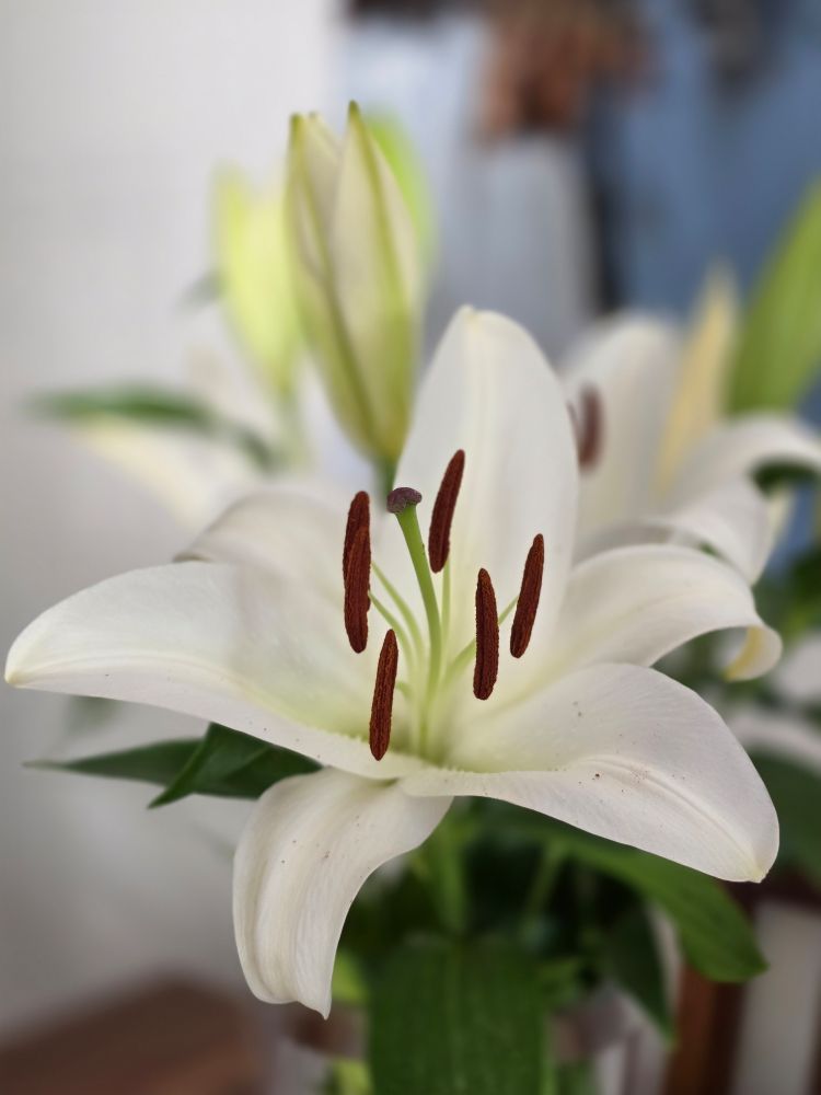 White Oriental lily - detail of single bloom from a bunch in a glass vase.