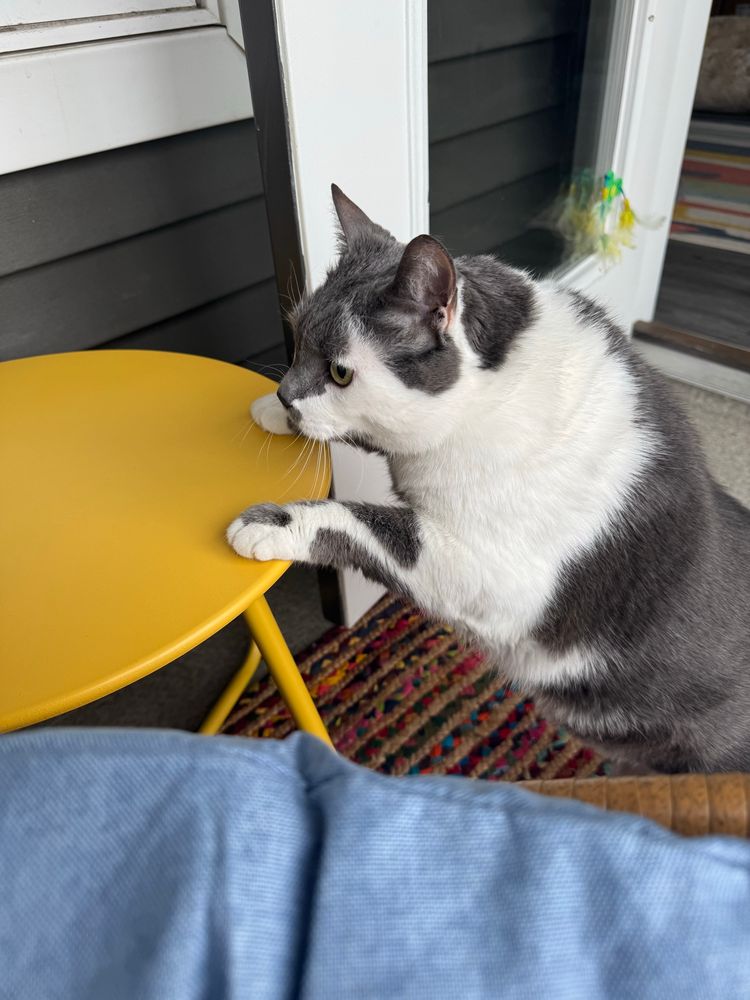 Grey and white cat either his front paws on a yellow table.