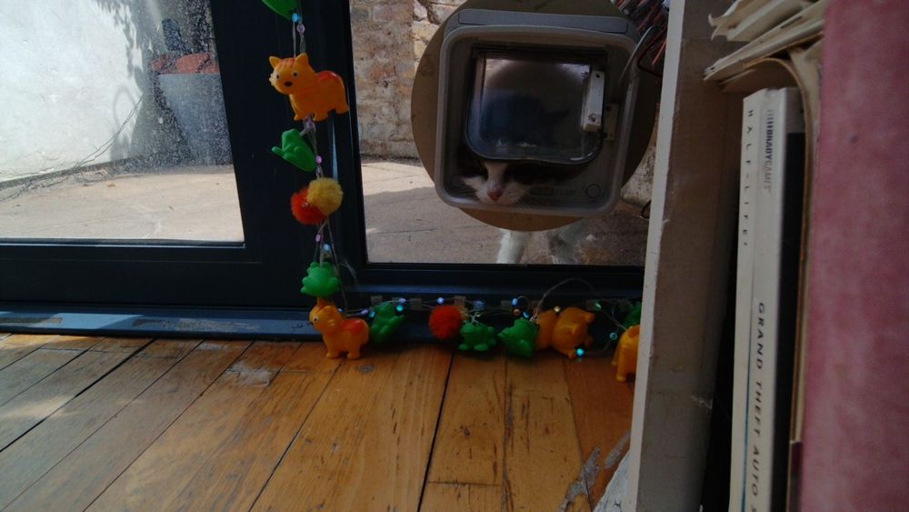 Daphne the cat using her internet connected catflap.