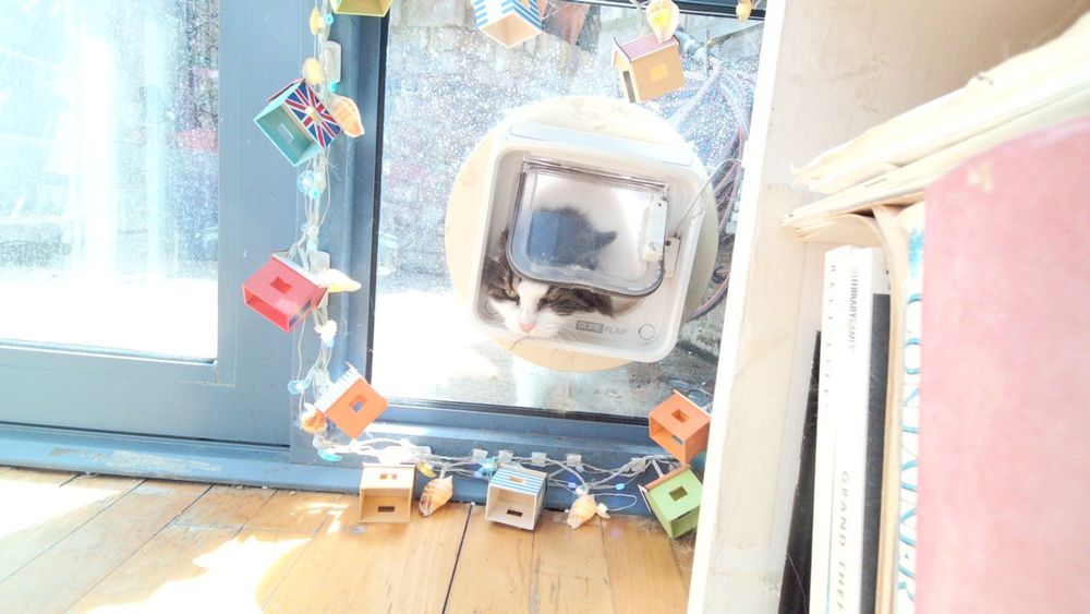 Daphne the cat using her internet connected catflap.