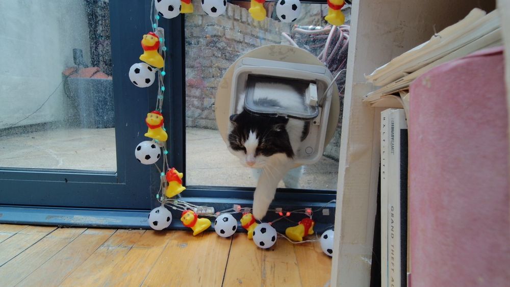 Daphne the cat using her internet connected catflap.