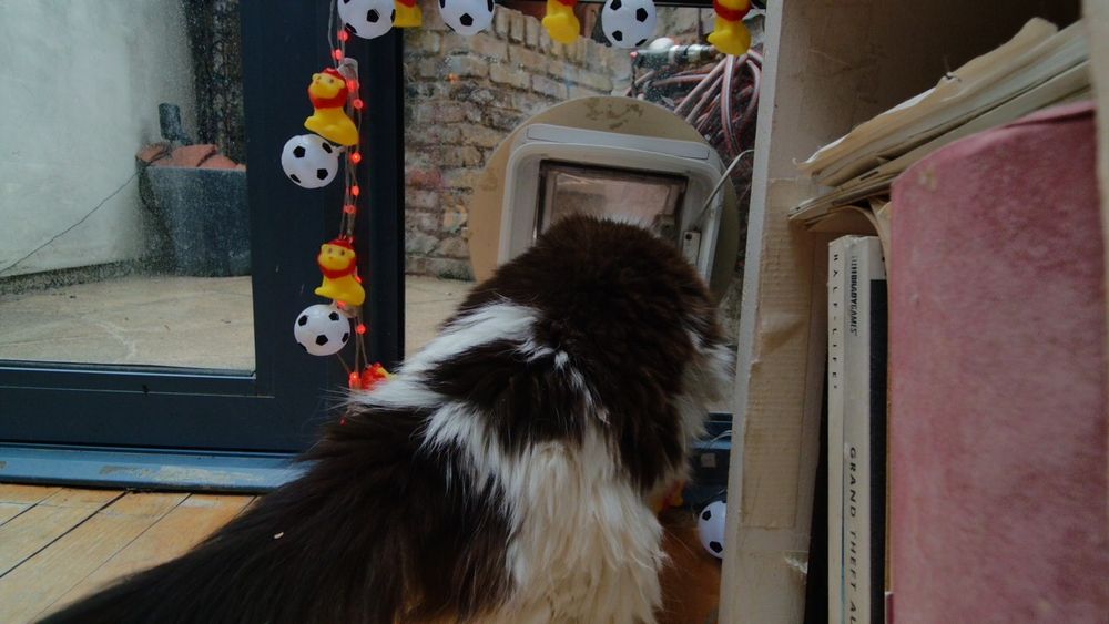 Daphne the cat using her internet connected catflap.