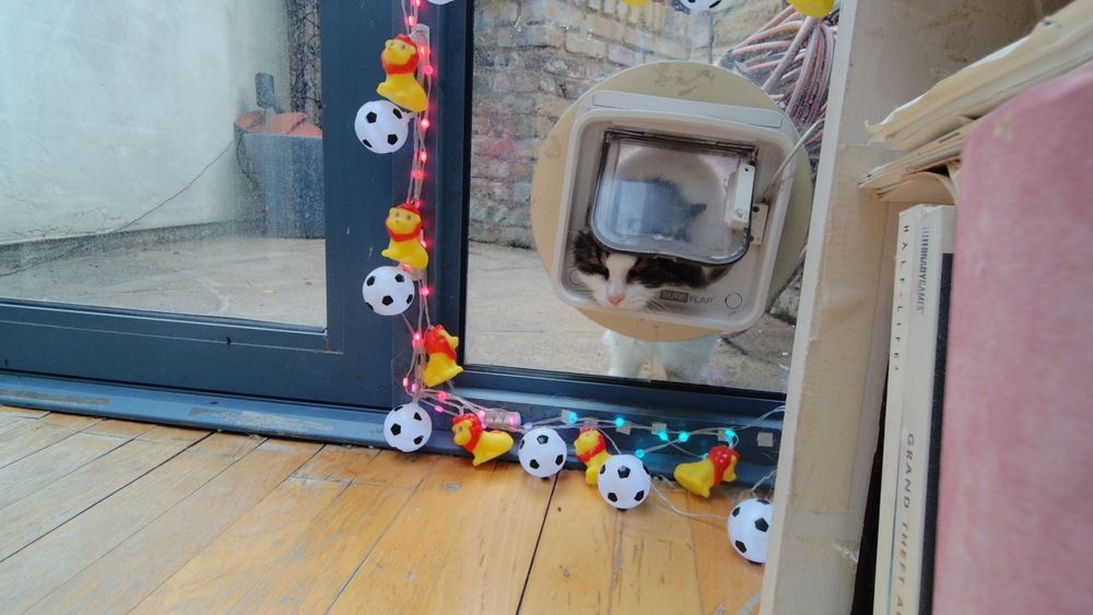 Daphne the cat using her internet connected catflap.