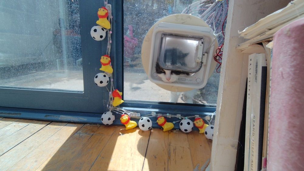 Daphne the cat using her internet connected catflap.