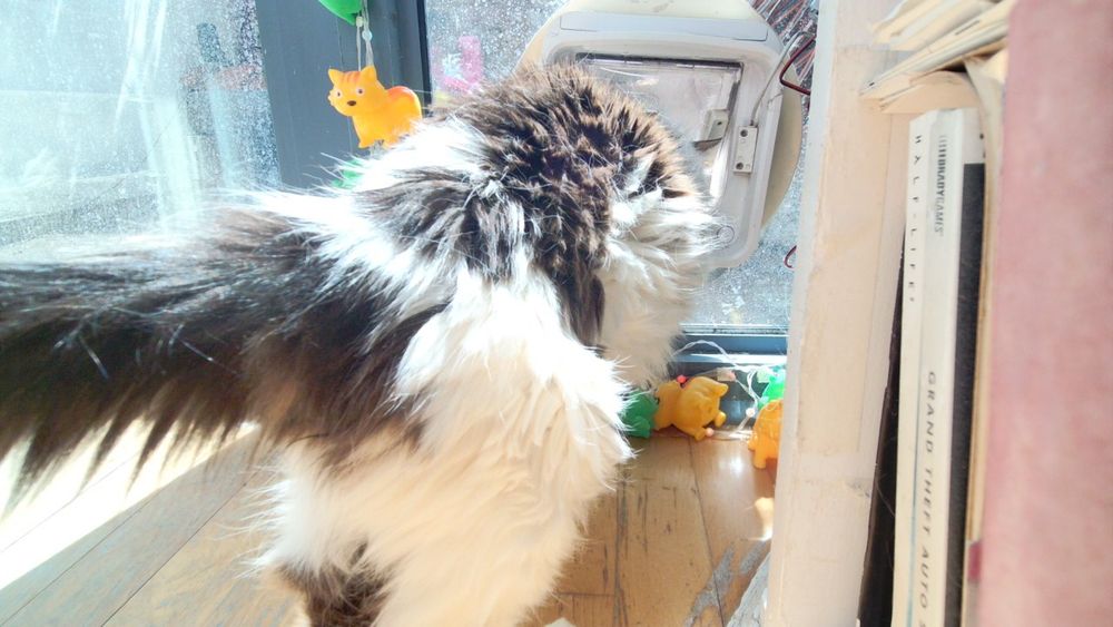 Daphne the cat using her internet connected catflap.