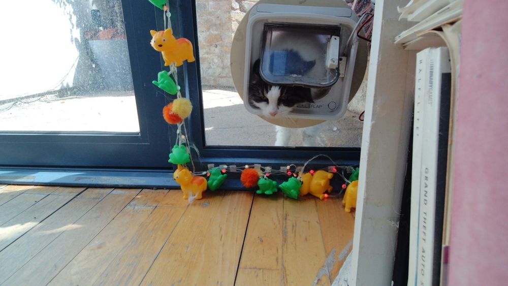 Daphne the cat using her internet connected catflap.