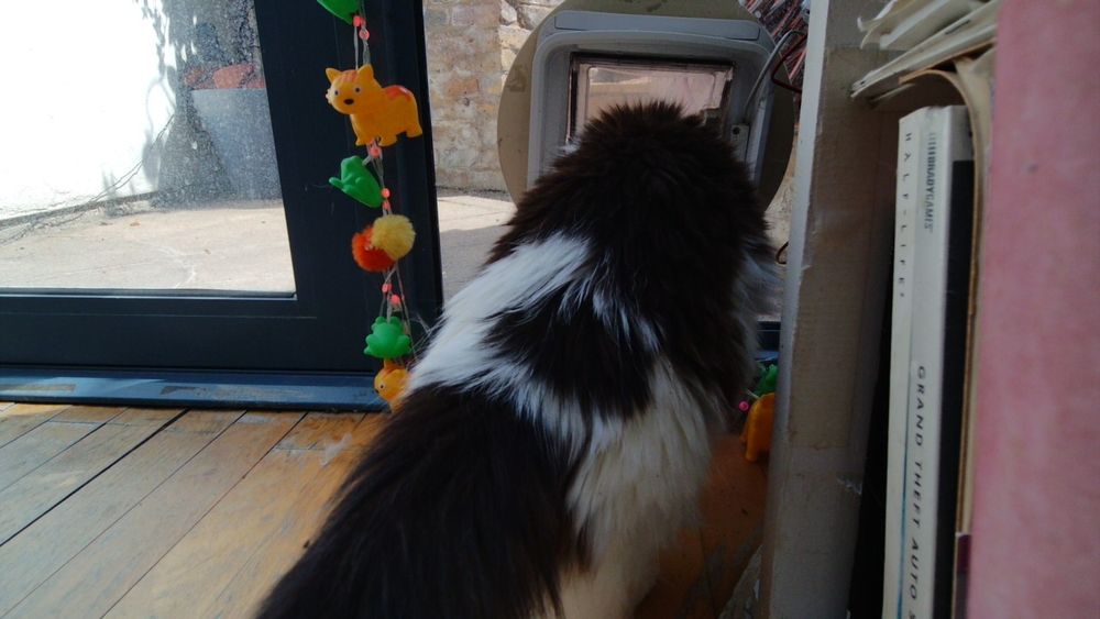 Daphne the cat using her internet connected catflap.