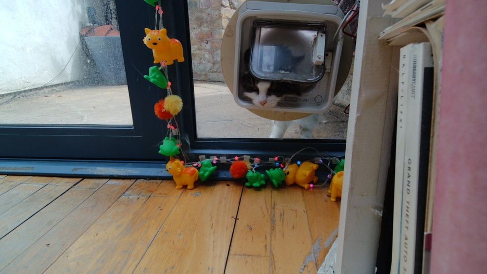 Daphne the cat using her internet connected catflap.