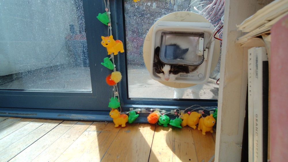 Daphne the cat using her internet connected catflap.