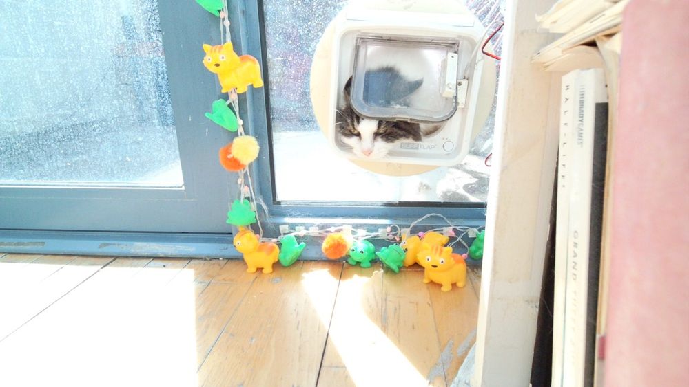 Daphne the cat using her internet connected catflap.