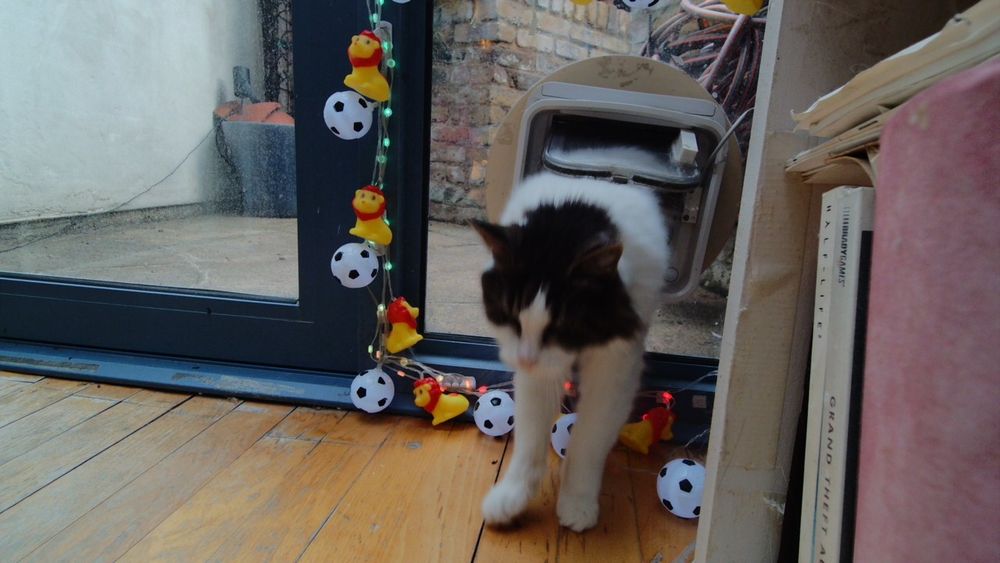 Daphne the cat using her internet connected catflap.