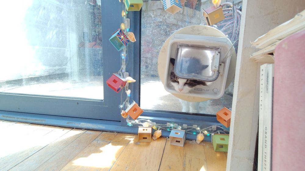 Daphne the cat using her internet connected catflap.