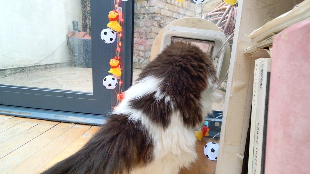 Daphne the cat using her internet connected catflap.