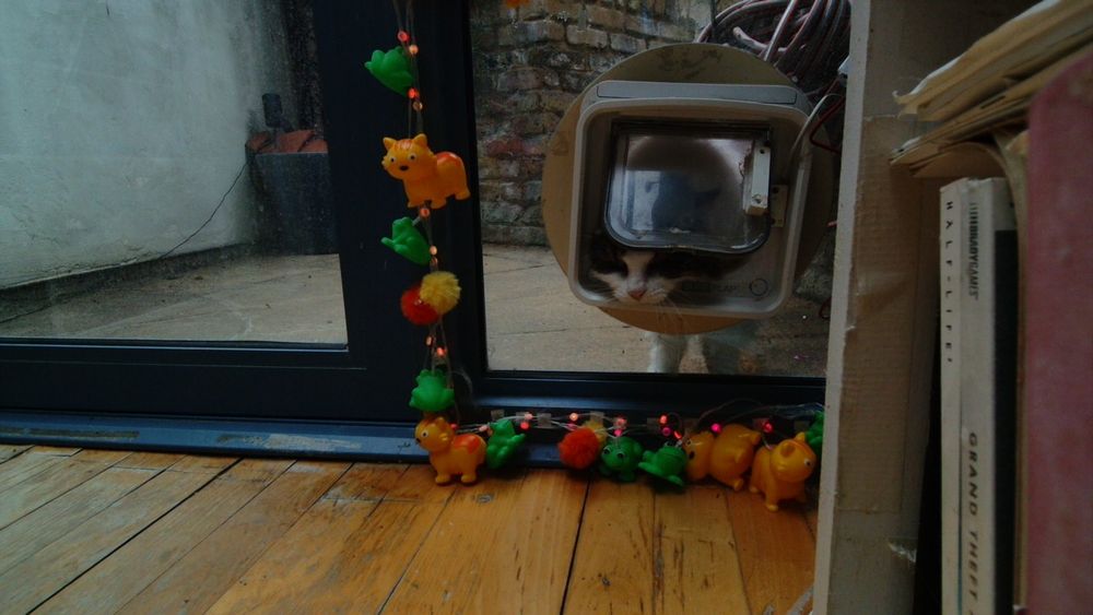 Daphne the cat using her internet connected catflap.