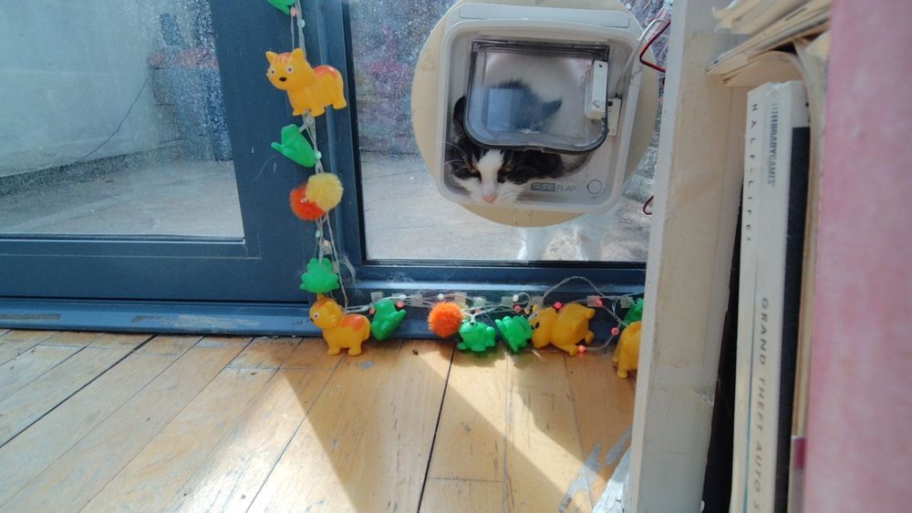 Daphne the cat using her internet connected catflap.