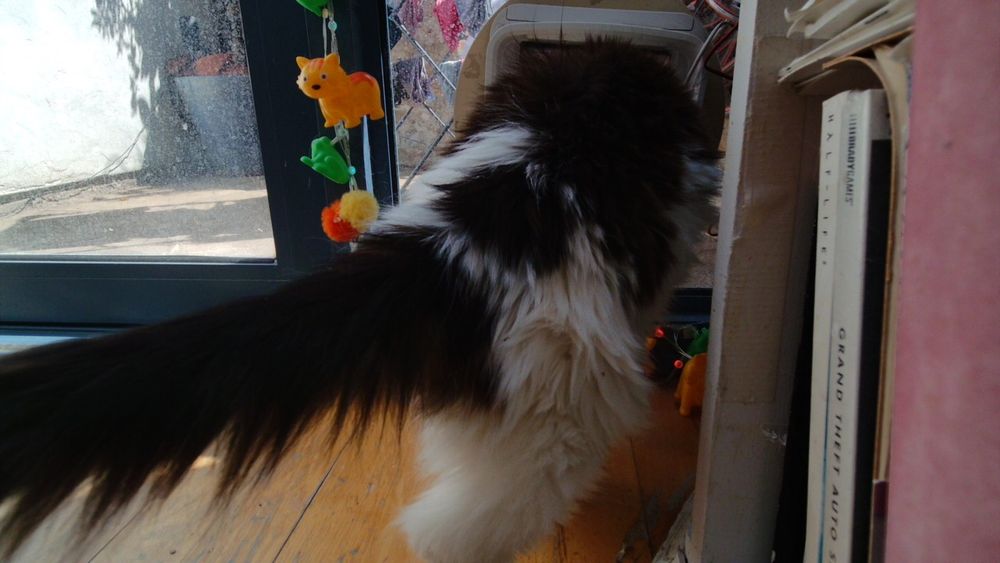 Daphne the cat using her internet connected catflap.