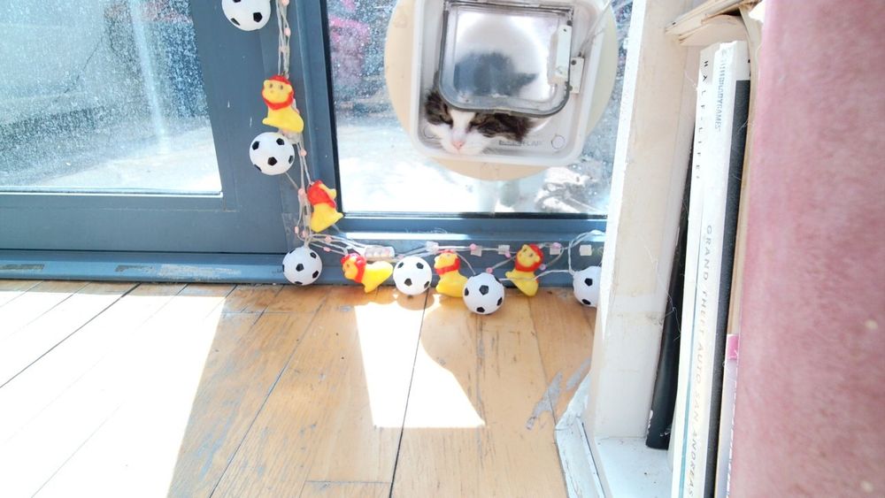 Daphne the cat using her internet connected catflap.