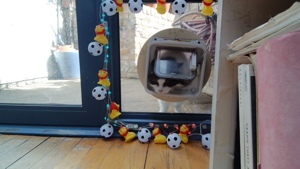 Daphne the cat using her internet connected catflap.