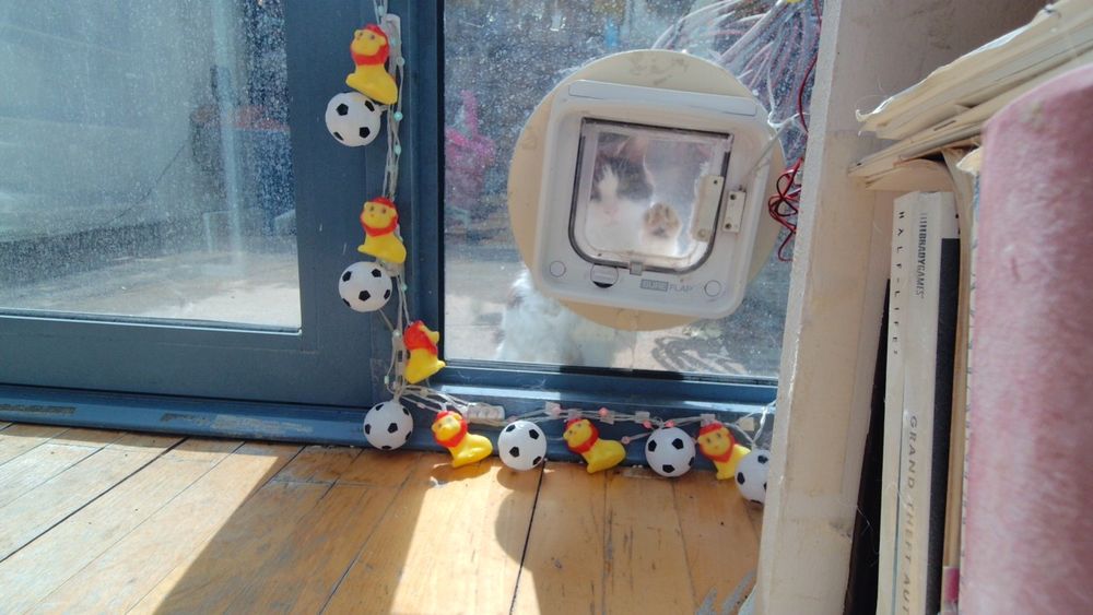 Daphne the cat using her internet connected catflap.