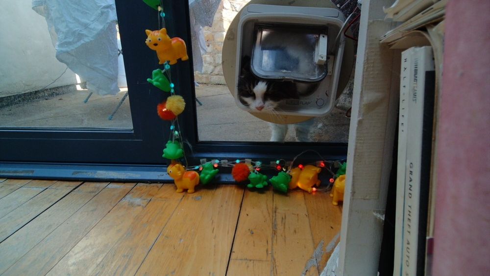Daphne the cat using her internet connected catflap.