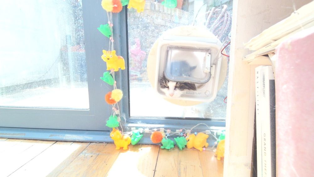 Daphne the cat using her internet connected catflap.