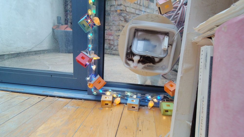 Daphne the cat using her internet connected catflap.