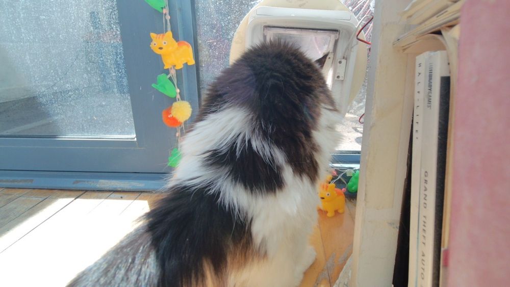 Daphne the cat using her internet connected catflap.