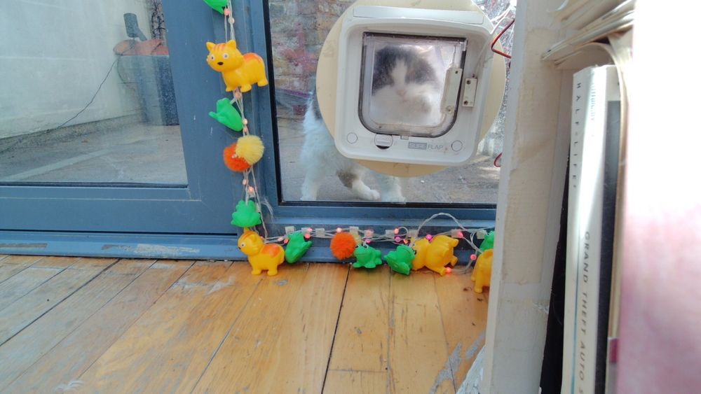 Daphne the cat using her internet connected catflap.