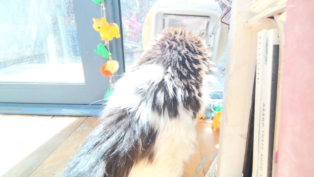 Daphne the cat using her internet connected catflap.
