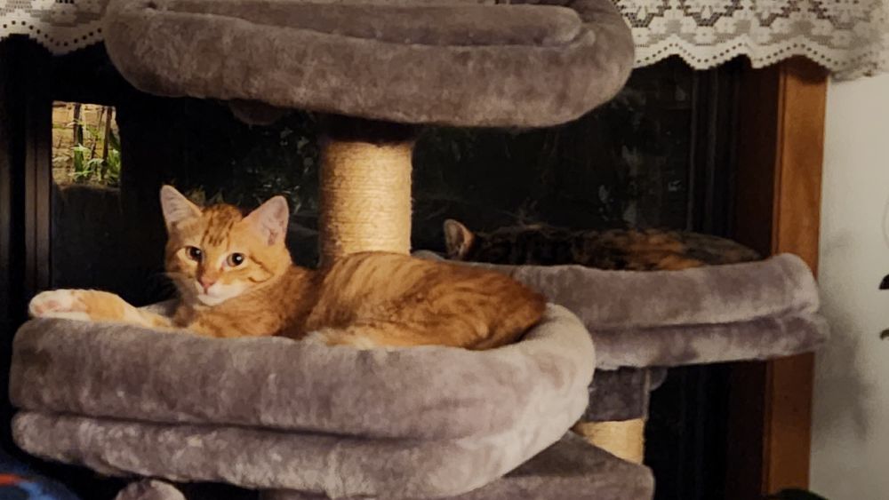 Orange and white kitten Dad calls Dickens after a cat they had