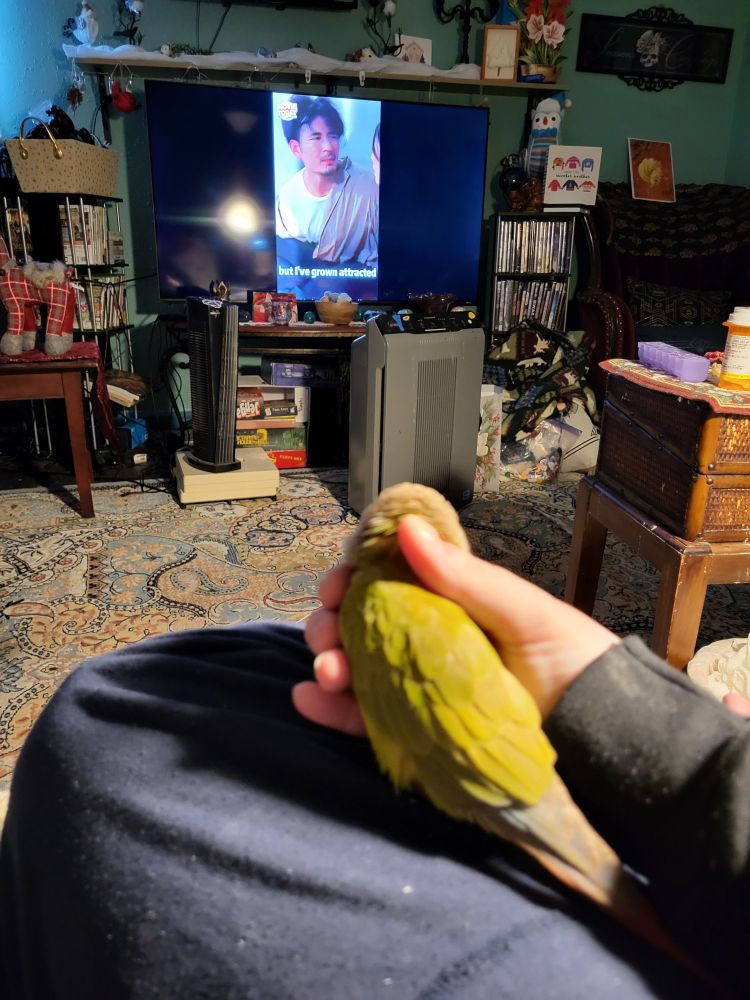 A cinnamon green cheek conure, seen from behind, sits on a blue pantleg and is snuggled into a human hand. A blue paisley rug is on the floor between here and the Chinese language drama on screen.