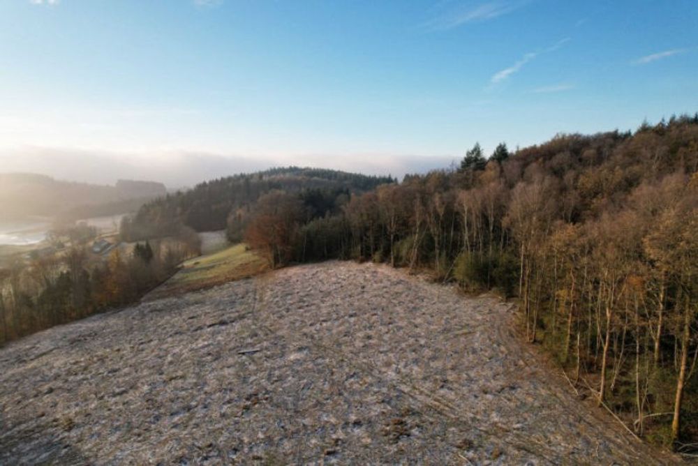 Planter 1 milliard d'arbres : comment le plan de Macron rase des forêts