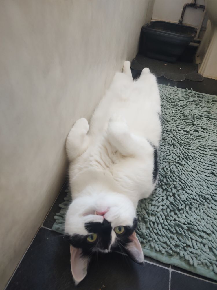 Gary Lasereyes the white and black cat laying in his back with his front paws flopped over looking a ridiculous tubular shape. His canines like our his mouth like fangs 