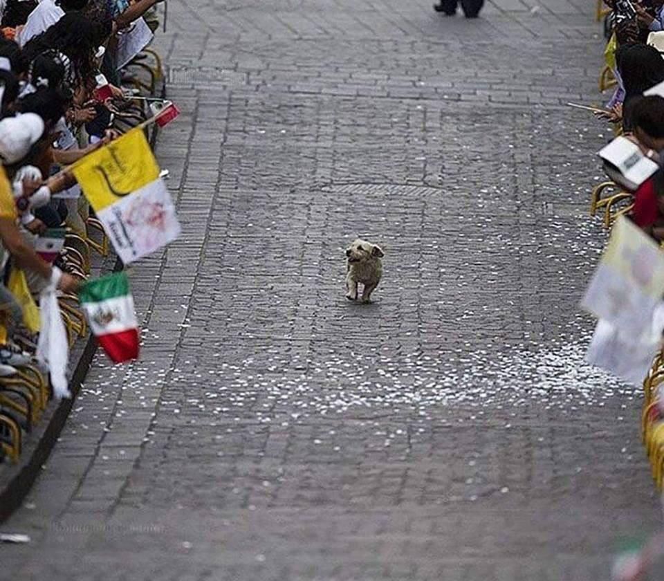 Dog walking alone down a parade route surrounded by people