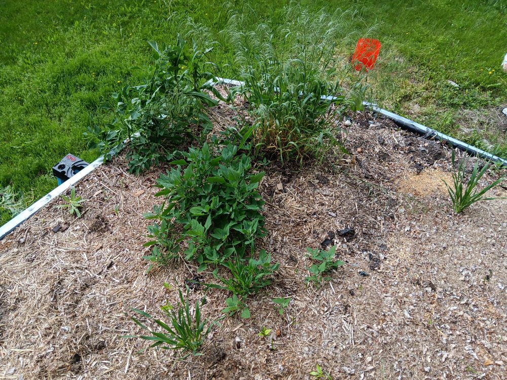The southeast corner of my shed's roof, with a small clump of grasses and weeds growing.