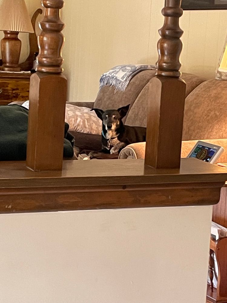 A black and white iggy mix watches her caretaker with envy as said caretaker eats lunch at the table