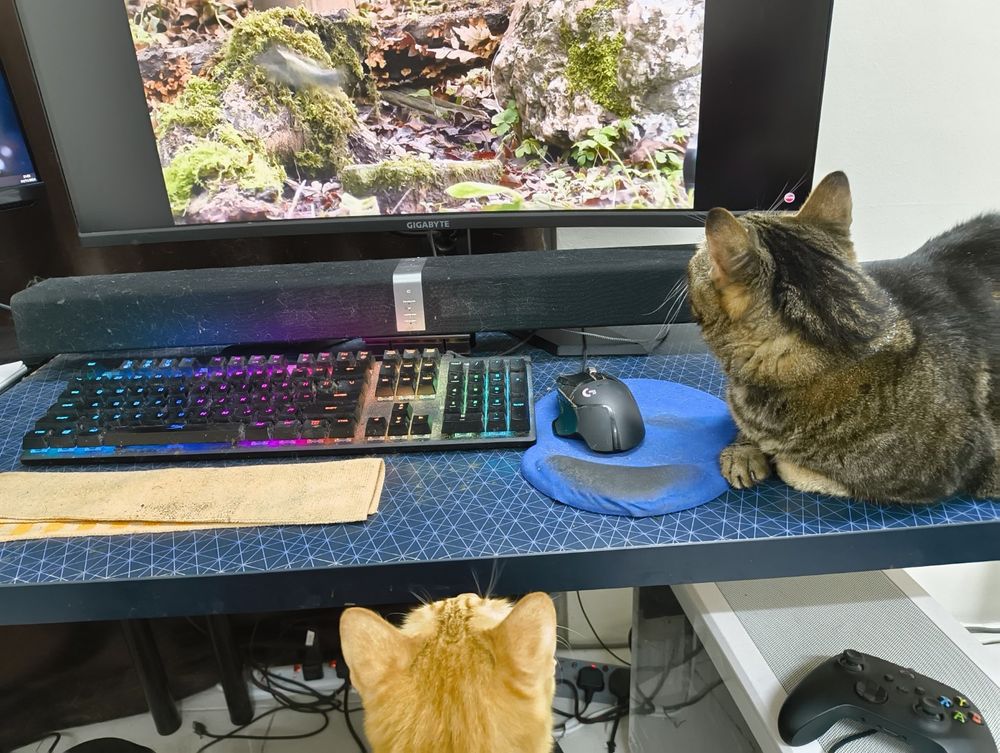 a tabby and orange cat watching a bird video.
