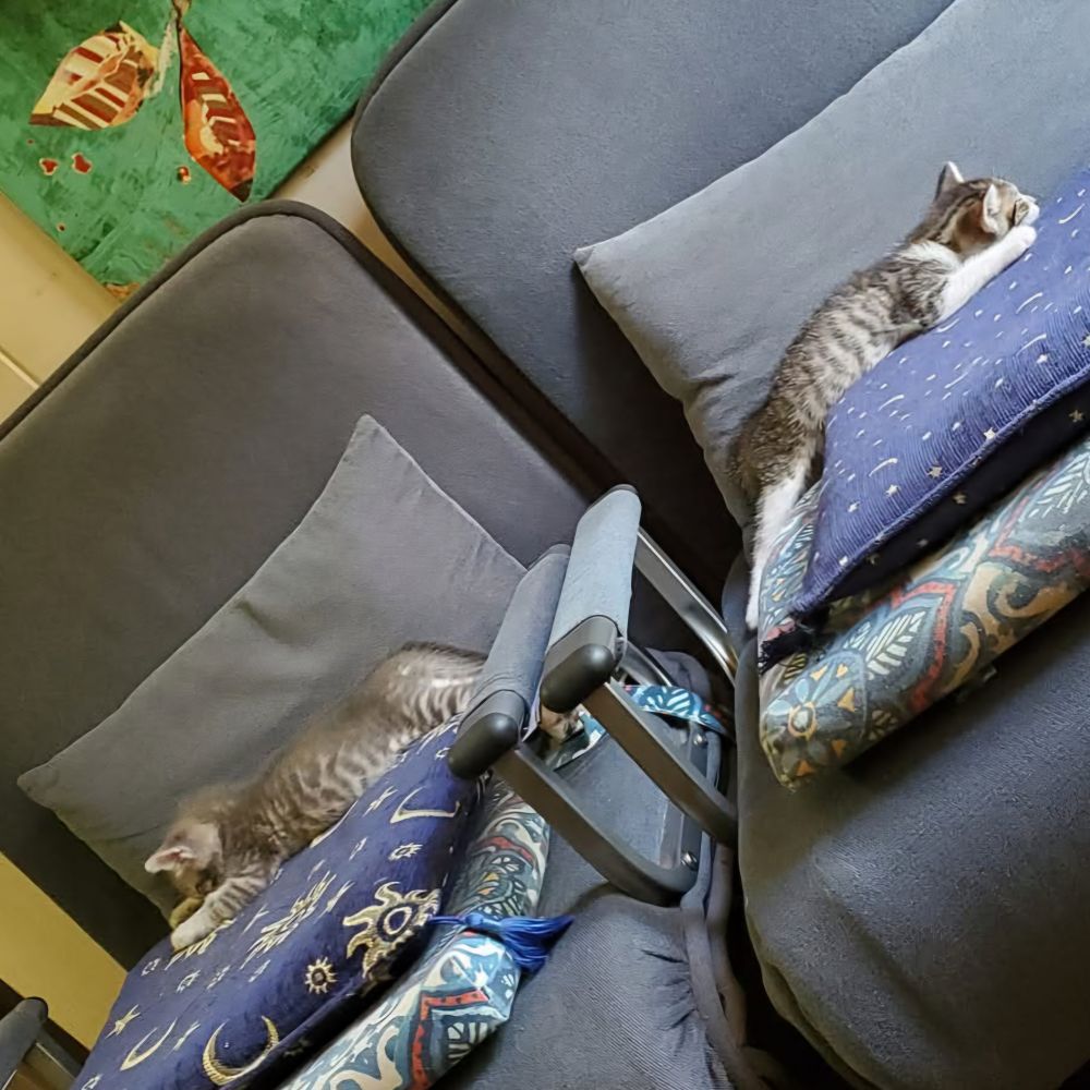 two chairs, each with a kitten sleeping facing opposite directions