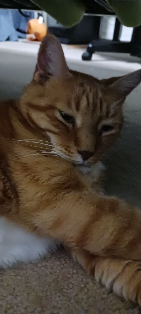 An orange cat laying on the floor. 🐈