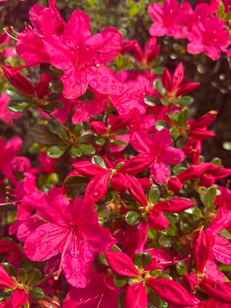 Reddish pink flowers abound on the 3 foot bush, as an ornamental bush not much information is available about any uses. It is the official flower of Unzen, Nagasaki, and of Kagoshima Prefecture.
