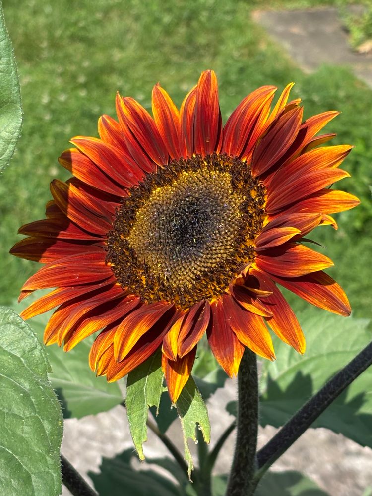 Here is a sunflower with mostly red with yellow tipped petals. Native to the western US and Mexico sunflowers have many uses both by wildlife and humans. This wild version boasts multiple blooms on one stalk instead of the single head domesticated species.