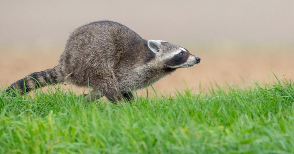 The Raccoon (Procyon lotor)  📷 © S. Rösner    