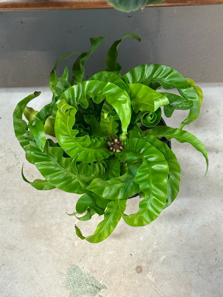 Plant with light green leaves, swirling growth pattern